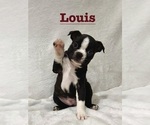Puppy Louis Boston Terrier