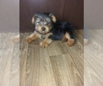 Puppy 1 Yorkshire Terrier