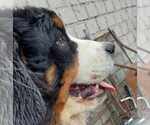 Small #3 Bernese Mountain Dog