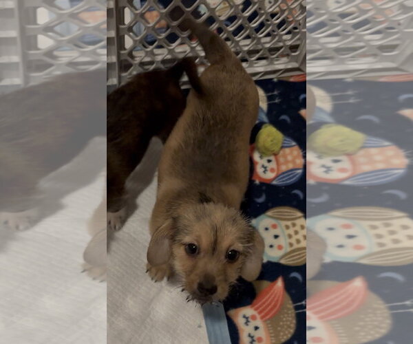 Medium Photo #3 ShiChi Puppy For Sale in Cuyahoga Falls , OH, USA