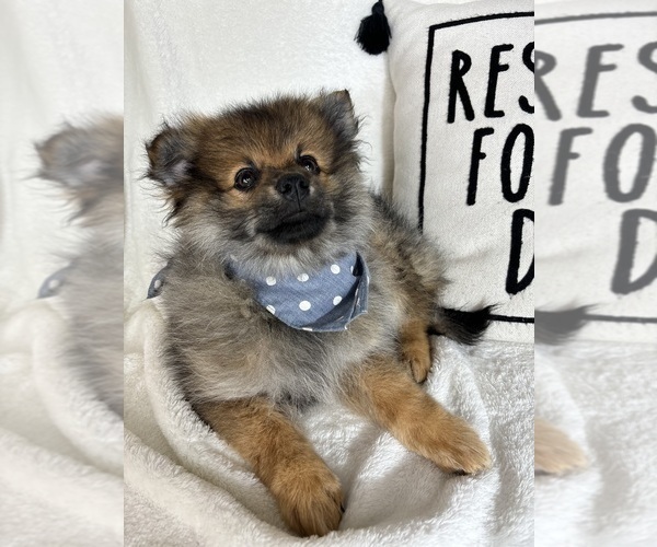 Medium Photo #1 Pomeranian Puppy For Sale in GREENFIELD, IN, USA