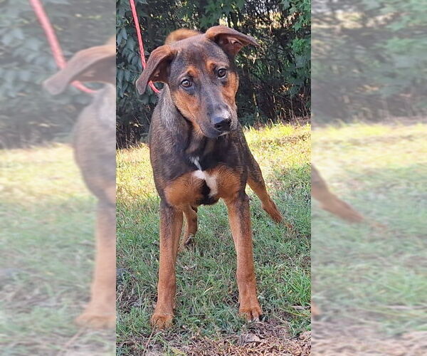 Medium Photo #1 German Shepherd Dog-Unknown Mix Puppy For Sale in Wetumpka, AL, USA