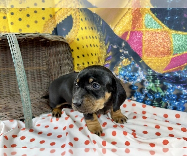 Medium Photo #7 Dachshund Puppy For Sale in CASSVILLE, MO, USA
