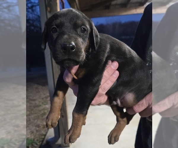 Medium Photo #35 Doberman Pinscher Puppy For Sale in BEGGS, OK, USA