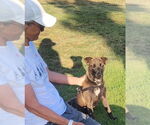 Small #2 Dutch Shepherd  Mix