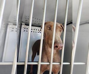 Doberman Pinscher Dogs for adoption in Bakersfield, CA, USA