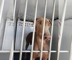 Small Doberman Pinscher
