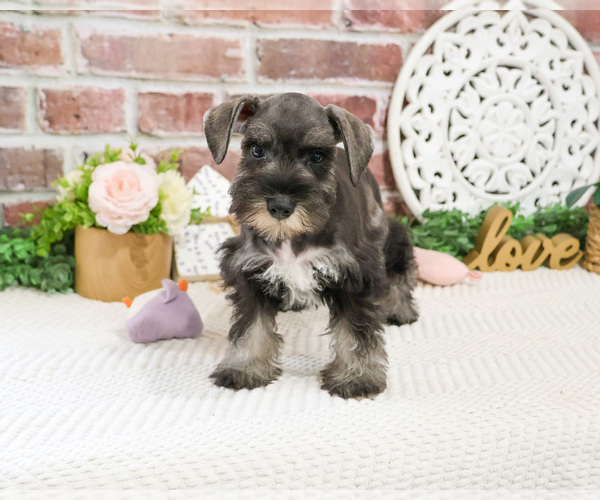 Medium Photo #5 Schnauzer (Miniature) Puppy For Sale in SYRACUSE, IN, USA