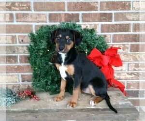 Cavalier King Charles Spaniel-Unknown Mix Puppy for sale in FREDERICKSBG, OH, USA