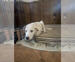 Small #1 Great Pyrenees Mix