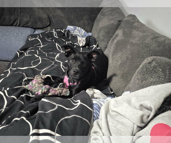 Medium Photo #4 Labrador Retriever-Unknown Mix Puppy For Sale in Binghamton, NY, USA