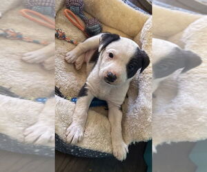 Asher - Male Australian Shepherd-Unknown Mix Dog for Adoption - Photo #5