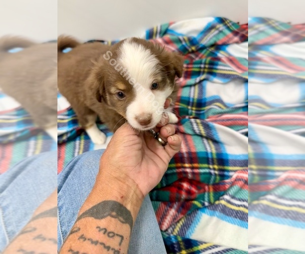 Medium Photo #2 Miniature Australian Shepherd Puppy For Sale in EXETER, MO, USA