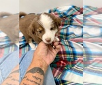 Small #1 Miniature Australian Shepherd