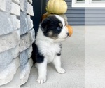 Small Photo #4 Australian Shepherd Puppy For Sale in LODA, IL, USA
