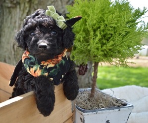 Poodle (Miniature) Puppy for sale in HONEY BROOK, PA, USA