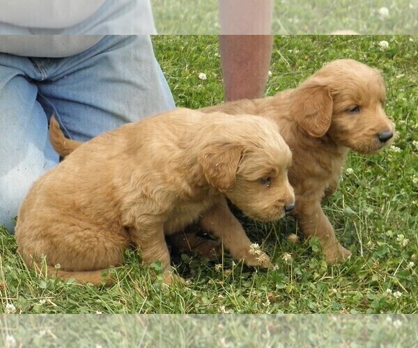 Medium Photo #5 Goldendoodle Puppy For Sale in VERMONTVILLE, MI, USA