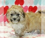 Small Photo #4 Havanese Puppy For Sale in DANVILLE, PA, USA