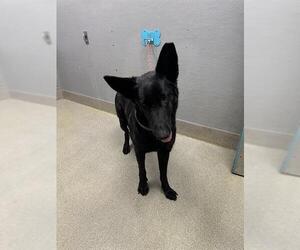 German Shepherd Dog-Unknown Mix Dogs for adoption in Las Vegas, NV, USA