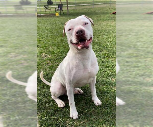 Medium Photo #2 American Bulldog Puppy For Sale in Rosenberg, TX, USA
