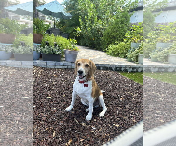 Medium Photo #10 Beagle Puppy For Sale in Tampa, FL, USA