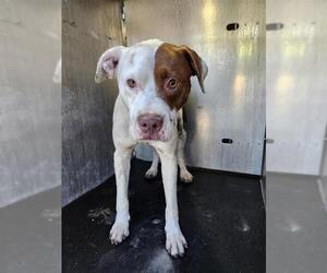 American Bulldog-Unknown Mix Dogs for adoption in San Antonio, TX, USA