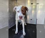 Small American Bulldog Mix