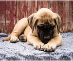 Small Photo #4 Mastiff Puppy For Sale in WAKARUSA, IN, USA