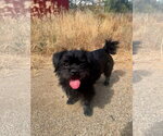 Small #1 Lhasa Apso Mix