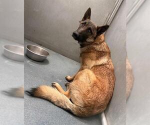 Mutt Dogs for adoption in HESPERIA, CA, USA