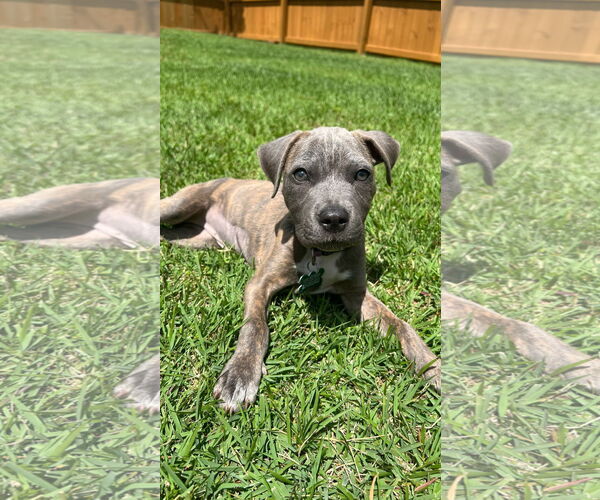 Medium Photo #1 Mutt Puppy For Sale in Greenville, SC, USA