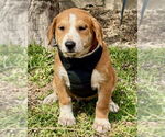 Small #1 Black Mouth Cur-Labrador Retriever Mix