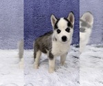Small Photo #7 Siberian Husky Puppy For Sale in SANDY HOOK, KY, USA
