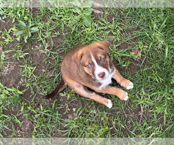 Medium Photo #1 Mutt Puppy For Sale in Minneapolis, MN, USA