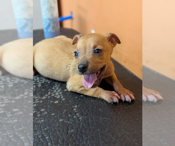 Medium Photo #2 Mutt Puppy For Sale in garner, NC, USA