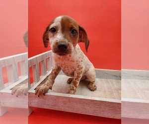 Jack-Rat Terrier Puppy for sale in GOSHEN, IN, USA