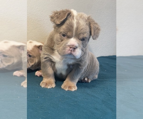 Medium Photo #2 English Bulldog Puppy For Sale in LANCASTER, CA, USA