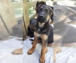 Small Photo #6 German Shepherd Dog Puppy For Sale in NEWARK, DE, USA