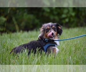 Miniature Australian Shepherd Puppy for sale in PALM COAST, FL, USA