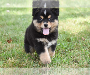 Australian Shepherd Puppy for sale in EASTON, MO, USA