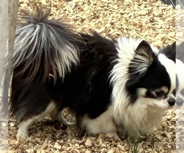 Medium Photo #1 Chihuahua Puppy For Sale in NEWVILLE, PA, USA