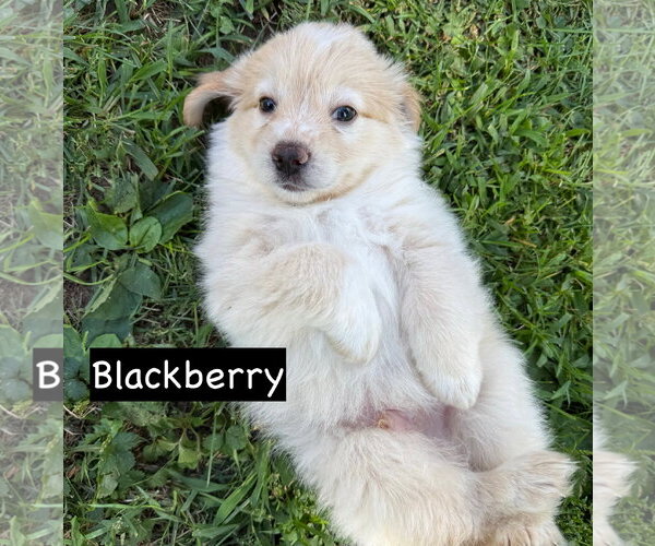 Medium Photo #9 Cocker Spaniel Puppy For Sale in Gilberts, IL, USA