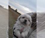 Small Pekingese