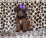 Small Photo #6 Poodle (Miniature) Puppy For Sale in LAKELAND, FL, USA