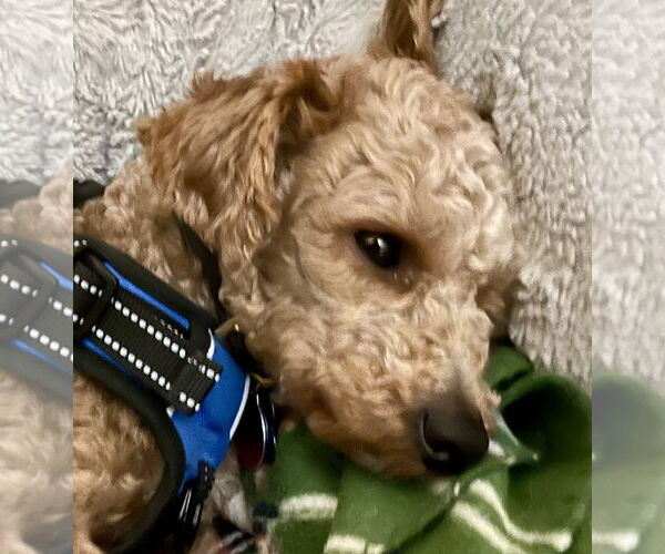 Medium Photo #2 Poodle (Miniature)-Unknown Mix Puppy For Sale in Bellevue, WA, USA