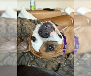 Shireen - Female Mutt Dog for Adoption - Photo #16
