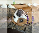 Small Photo #16 Mutt Puppy For Sale in Crete, IL, USA