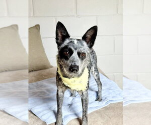 Mutt Dogs for adoption in San Leon, TX, USA