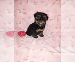 Small #3 Yorkshire Terrier