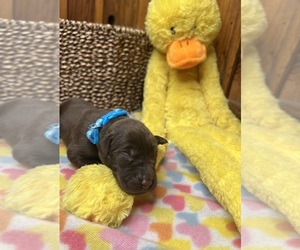 Labrador Retriever Puppy for sale in NEOLA, WV, USA